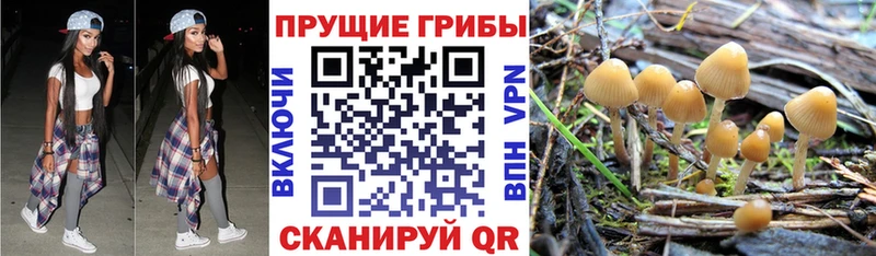 сколько стоит  Белёв  Галлюциногенные грибы Cubensis 